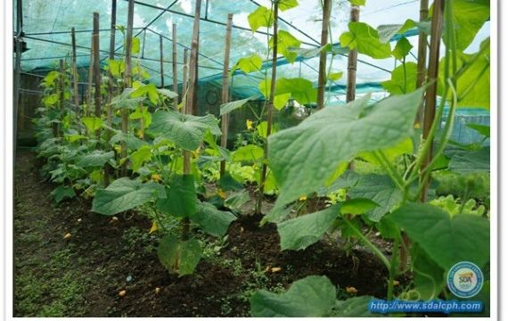 グリーンハウス SDA Language Center_グリーンハウス